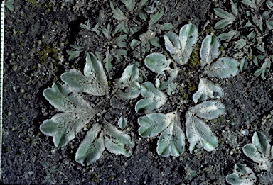 APII jpeg image of Riccia papulosa  © contact APII