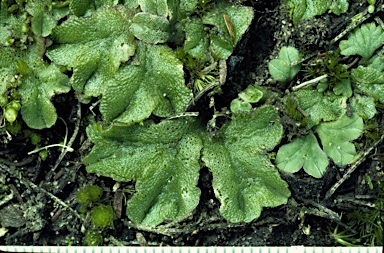 APII jpeg image of Riccia papulosa ?  © contact APII