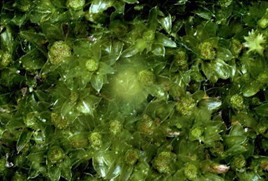 APII jpeg image of Rosulabryum billardieri  © contact APII