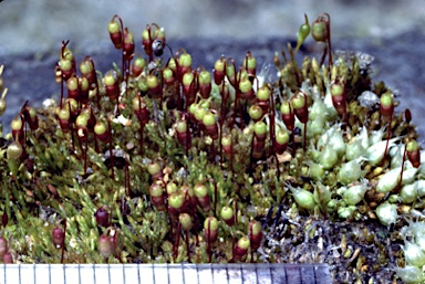 APII jpeg image of Gemmabryum pachytheca  © contact APII