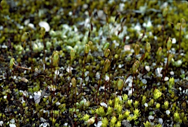 APII jpeg image of Gemmabryum pachytheca  © contact APII