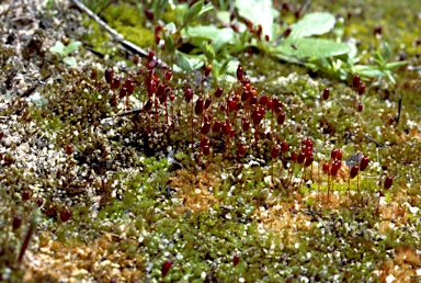 APII jpeg image of Gemmabryum pachytheca  © contact APII