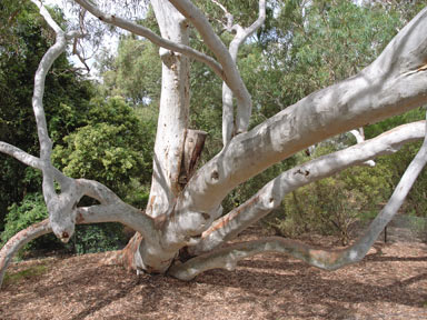 APII jpeg image of Eucalyptus mannifera  © contact APII