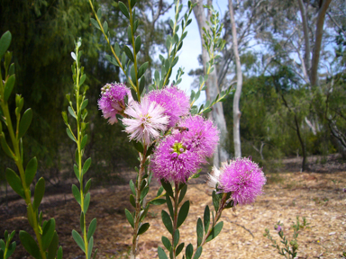 APII jpeg image of Melaleuca nesophila 'y'  © contact APII