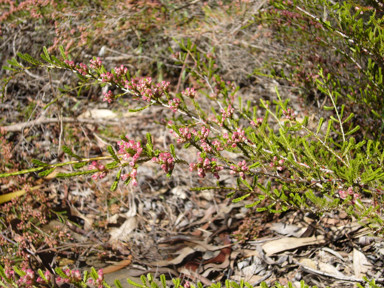 APII jpeg image of Micromyrtus ciliata 'y'  © contact APII