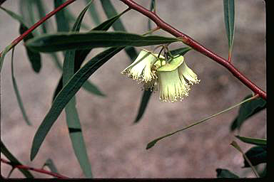 APII jpeg image of Eucalyptus synandra  © contact APII