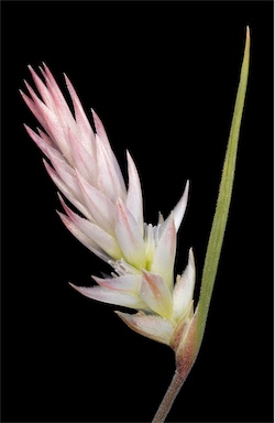APII jpeg image of Johnsonia pubescens  © contact APII