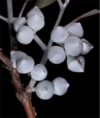 APII jpeg image of Eucalyptus orbifolia  © contact APII