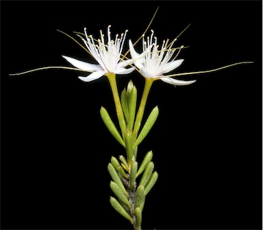 APII jpeg image of Calytrix praecipua  © contact APII