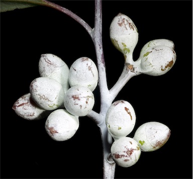 APII jpeg image of Eucalyptus campaspe  © contact APII