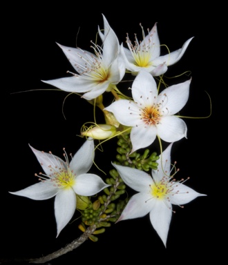 APII jpeg image of Calytrix creswellii  © contact APII