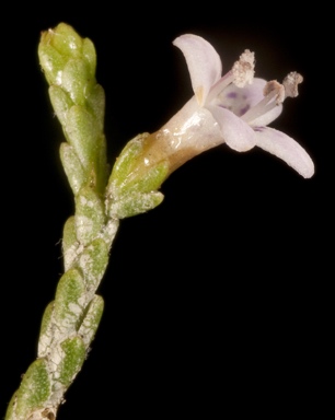 APII jpeg image of Diocirea microphylla  © contact APII