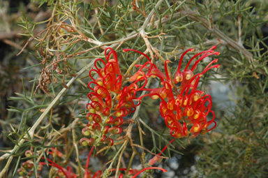 APII jpeg image of Grevillea treueriana  © contact APII