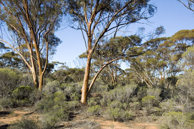 APII jpeg image of Eucalyptus salubris  © contact APII