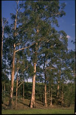 APII jpeg image of Eucalyptus globulus subsp. maidenii  © contact APII