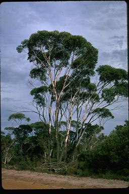 APII jpeg image of Eucalyptus occidentalis  © contact APII