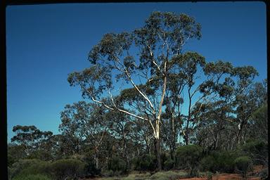 APII jpeg image of Eucalyptus hypolaena  © contact APII