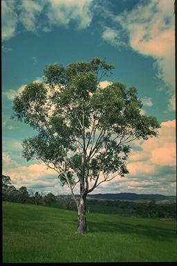 APII jpeg image of Eucalyptus ovata  © contact APII