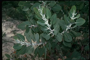 APII jpeg image of Eucalyptus pleurocarpa  © contact APII