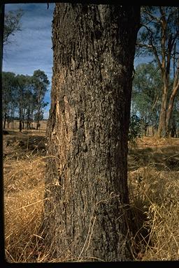 APII jpeg image of Eucalyptus polyanthemos  © contact APII