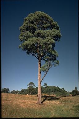 APII jpeg image of Eucalyptus radiata subsp. robertsonii  © contact APII