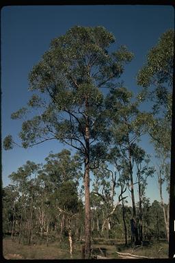 APII jpeg image of Eucalyptus tindaliae  © contact APII