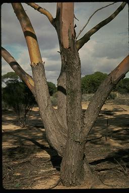 APII jpeg image of Eucalyptus moderata  © contact APII