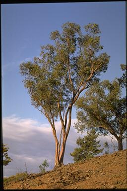 APII jpeg image of Eucalyptus vicina  © contact APII