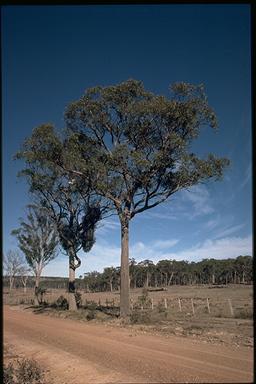 APII jpeg image of Eucalyptus youmanii  © contact APII