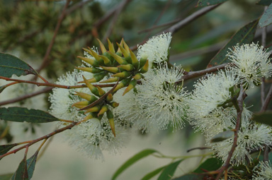 APII jpeg image of Eucalyptus melanophitra  © contact APII