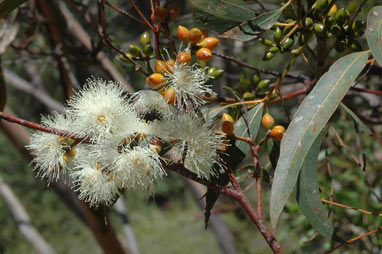 APII jpeg image of Eucalyptus pumila  © contact APII