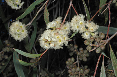 APII jpeg image of Eucalyptus odorata  © contact APII