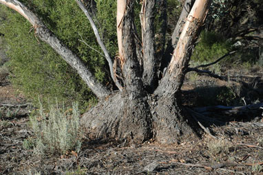 APII jpeg image of Eucalyptus socialis  © contact APII