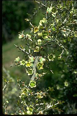 APII jpeg image of Leptospermum spinescens  © contact APII