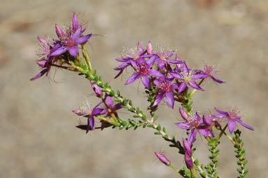 APII jpeg image of Calytrix leschenaultii  © contact APII