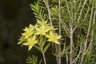 APII jpeg image of Calytrix flavescens  © contact APII