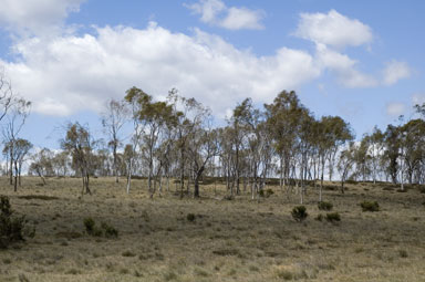 APII jpeg image of Eucalyptus lacrimans  © contact APII