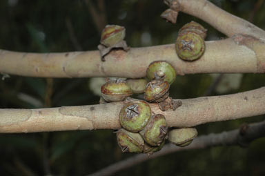 APII jpeg image of Eucalyptus deuaensis  © contact APII