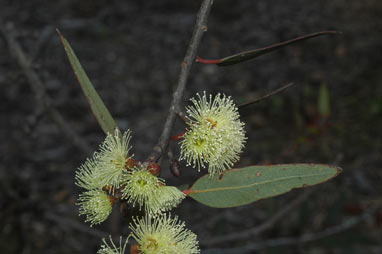 APII jpeg image of Eucalyptus desmondensis  © contact APII