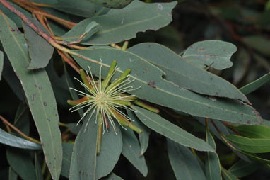 APII jpeg image of Eucalyptus macrandra  © contact APII