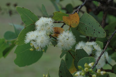 APII jpeg image of Eucalyptus shirleyi  © contact APII