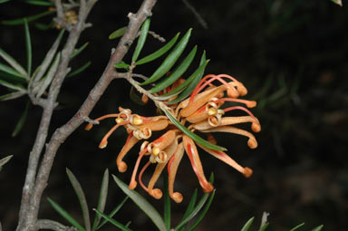 APII jpeg image of Grevillea 'Poorinda Leane'  © contact APII