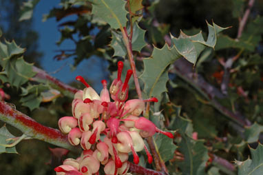 APII jpeg image of Grevillea insignis subsp. insignis  © contact APII