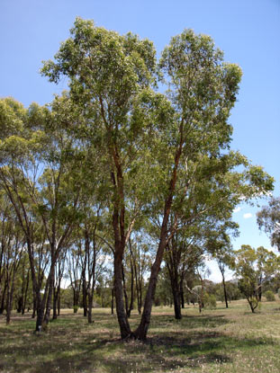 APII jpeg image of Eucalyptus radiata  © contact APII