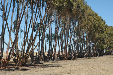 APII jpeg image of Eucalyptus cladocalyx  © contact APII