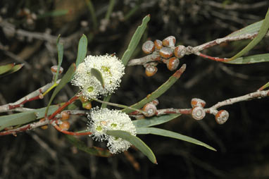 APII jpeg image of Eucalyptus angustissima  © contact APII