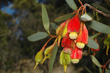 APII jpeg image of Eucalyptus dolichorhyncha  © contact APII