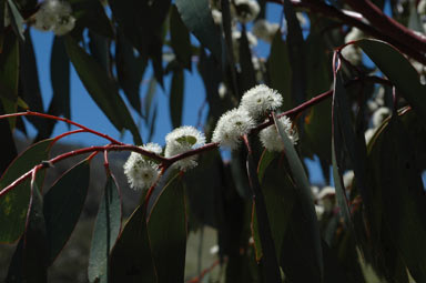 APII jpeg image of Eucalyptus pauciflora subsp. pauciflora  © contact APII