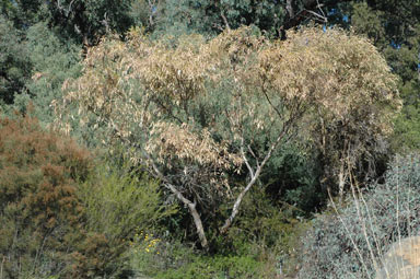 APII jpeg image of Eucalyptus nandewarica  © contact APII