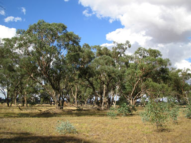 APII jpeg image of Eucalyptus microcarpa  © contact APII